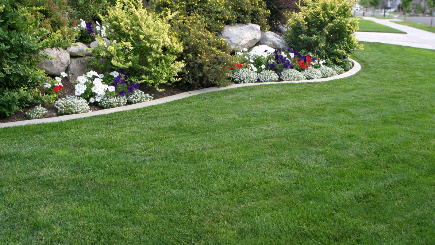 A green lawn with white and red flowers