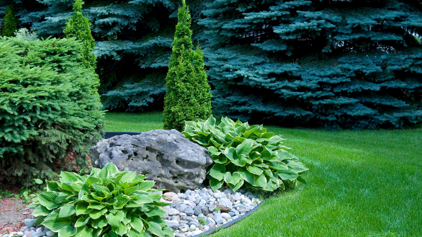 A garden with rocks and plants in it