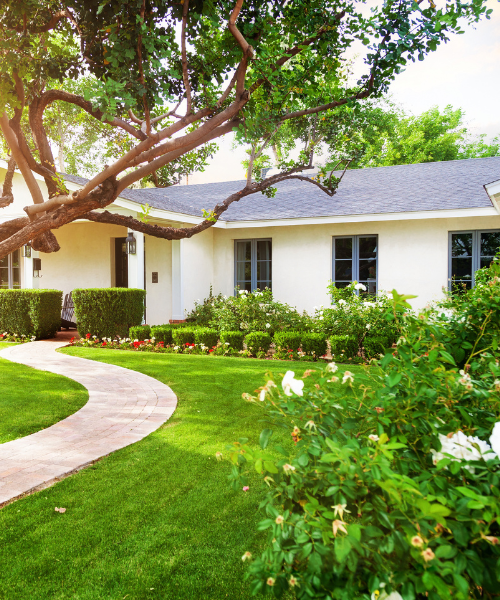 A white house with a large tree in front of it